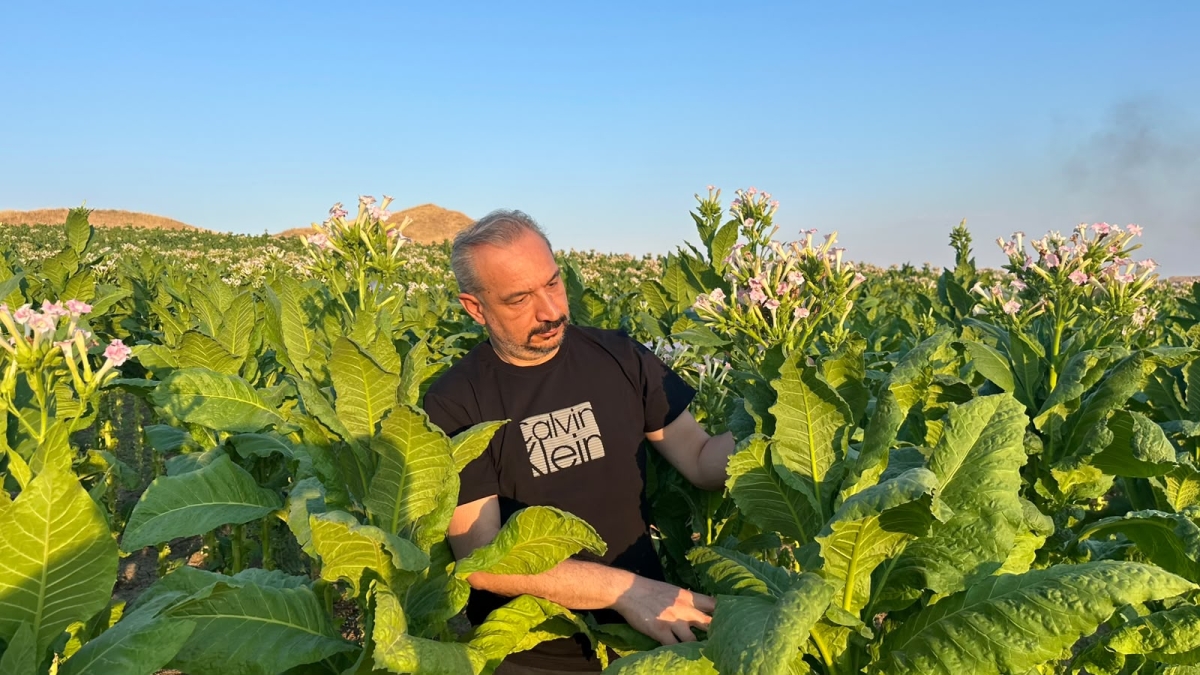Adıyaman’da badem ve tütün üreticisi fiyat belirsizliğinin sona ermesini bekliyor