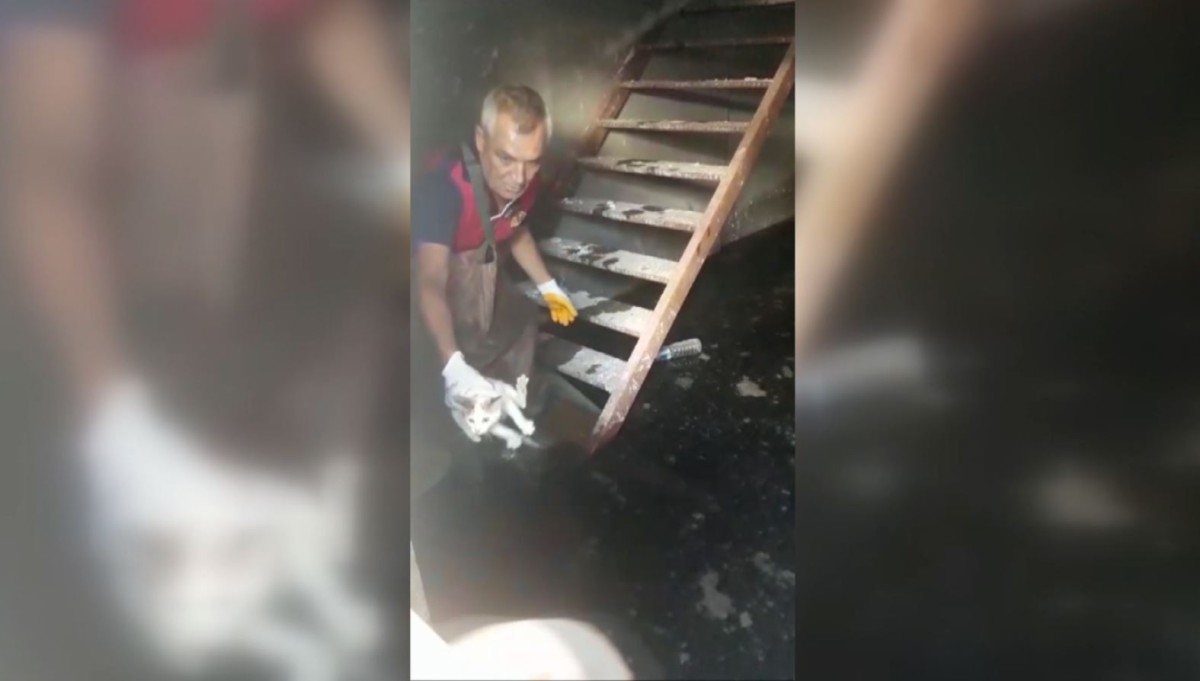 Mahsur kalan yavru kediyi itfaiye kurtardı  - Videolu Haber
