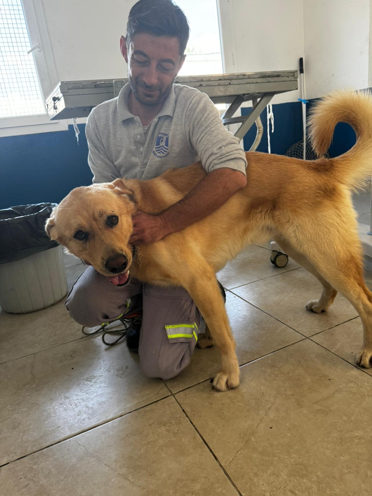 Muğla'da zehirlenen 5 köpek belediye ekipleri tarafından kurtarıldı