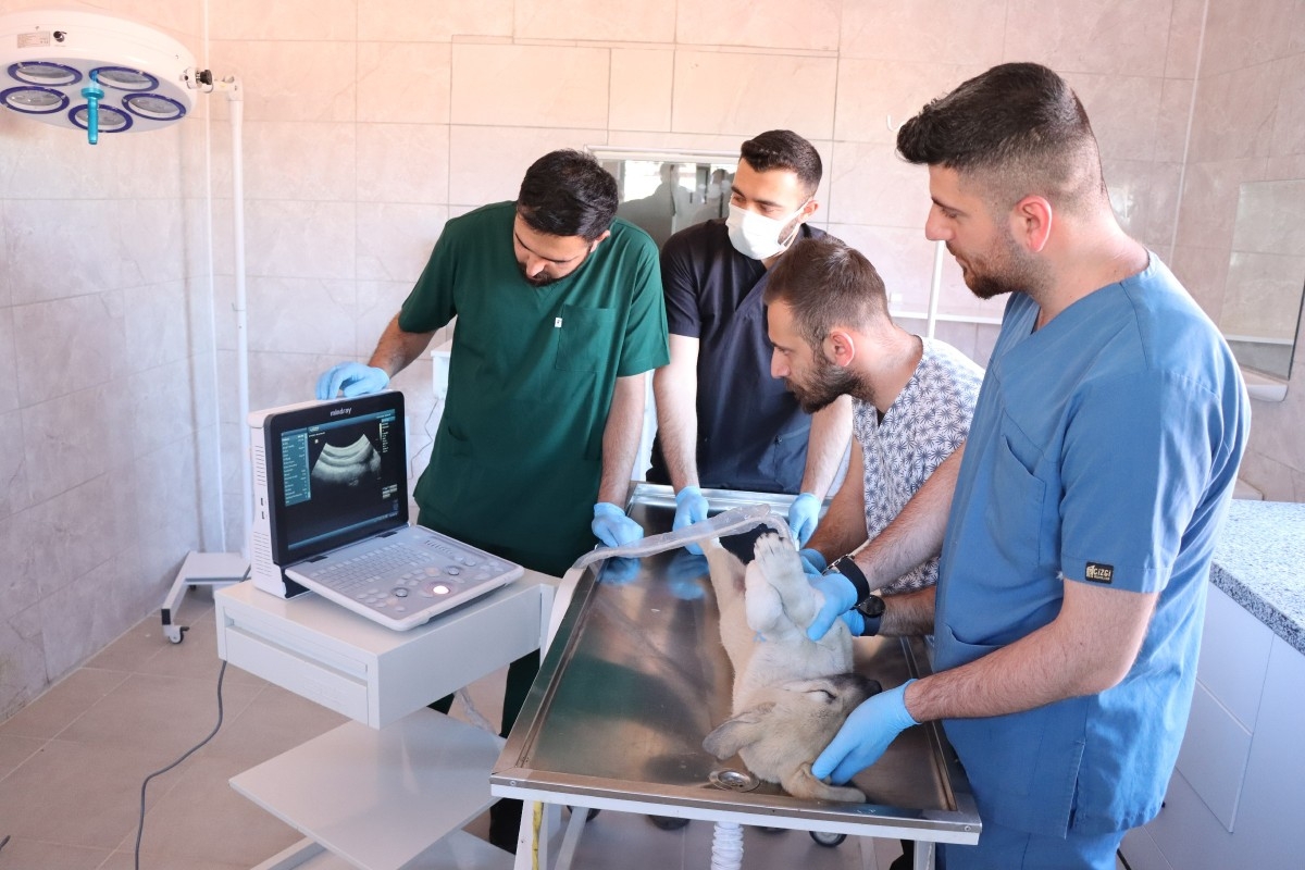 Şanlıurfa’da tam teşekküllü hayvan hastanesi açıldı  - Videolu Haber