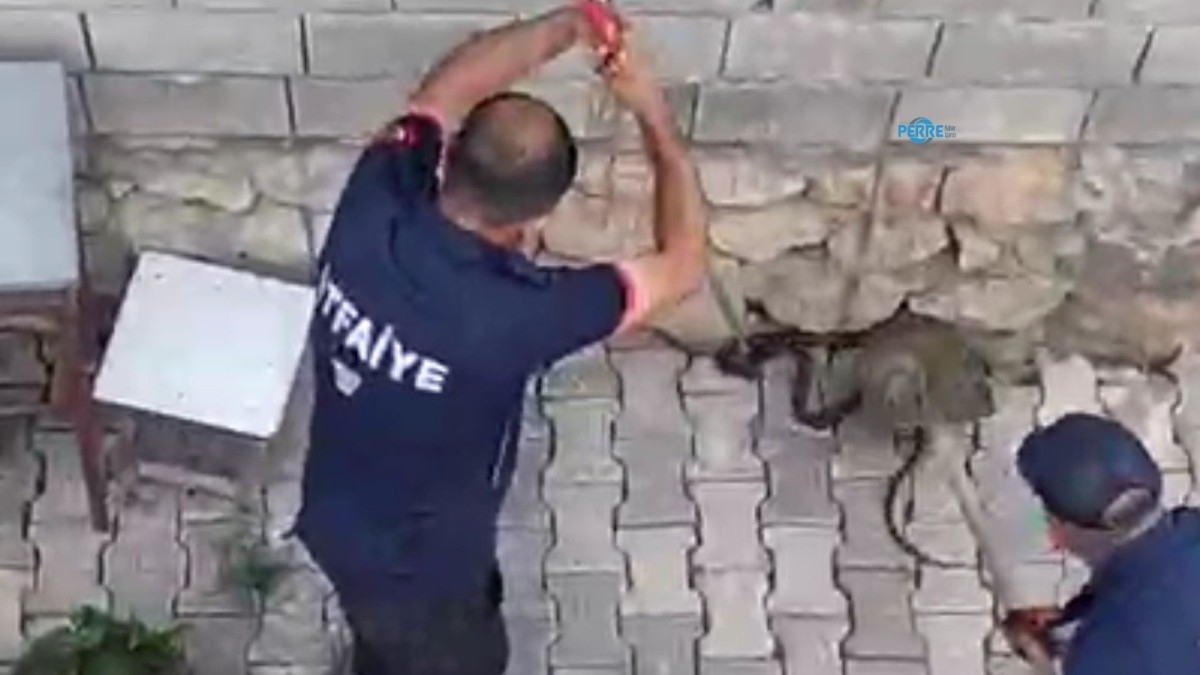Gölbaşı'nda eve girmeye çalışan iki kara yılan yakalandı  - Videolu Haber