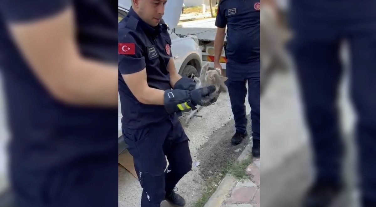 Otomobilin motor kısmına giren yavru kedi kurtarıldı  - Videolu Haber