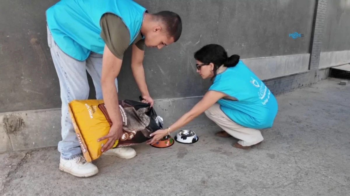 Adıyaman’da sokak hayvanları için 20 beslenme noktası oluşturuldu  - Videolu Haber