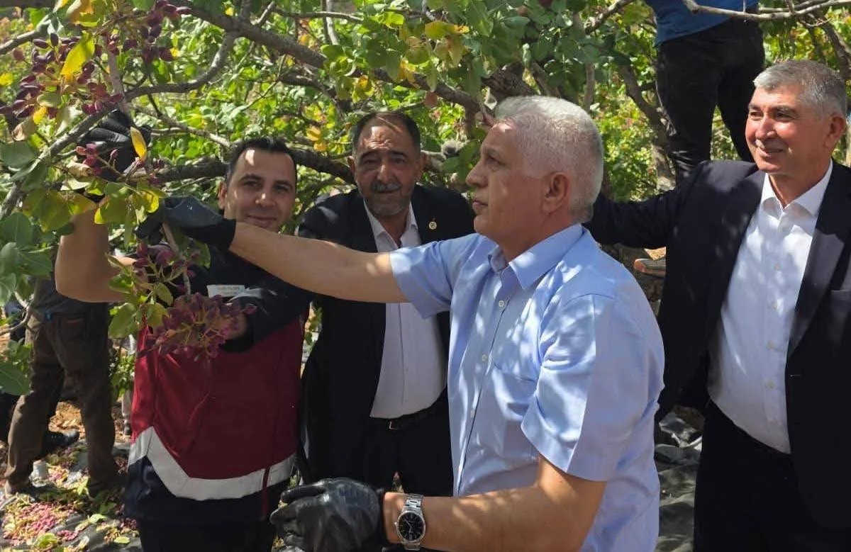 Adıyaman’da fıstık hasadı başladı