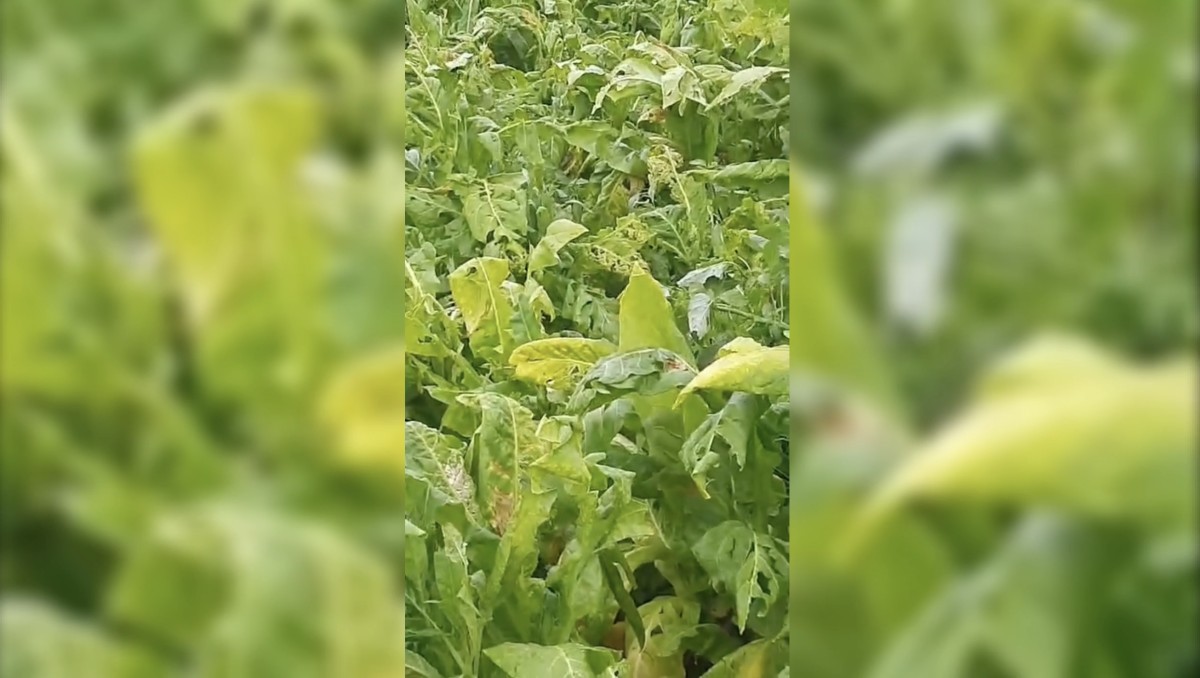 Çelikhan’da dolu yağışı çiftçiyi vurdu